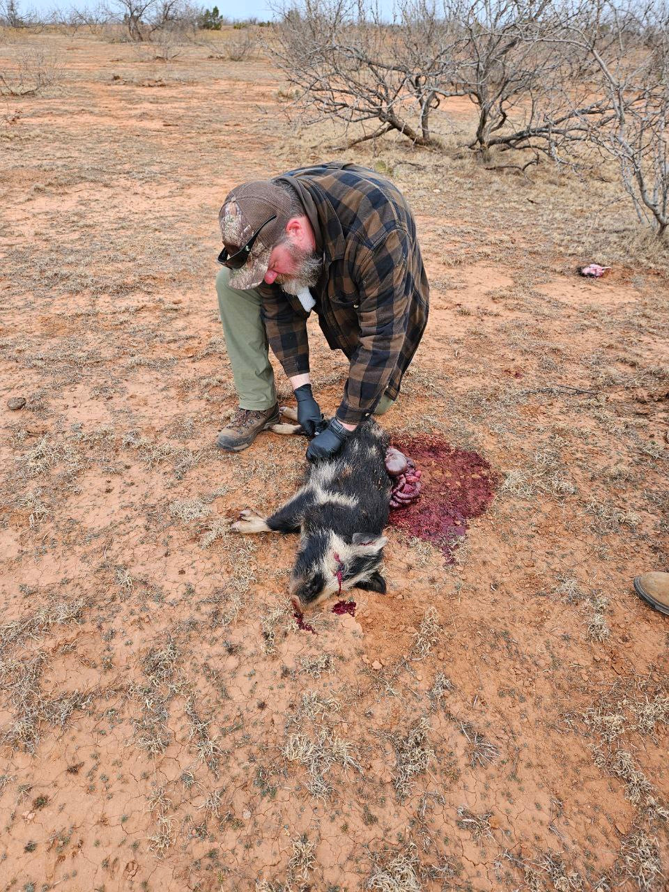 Hog Hunt