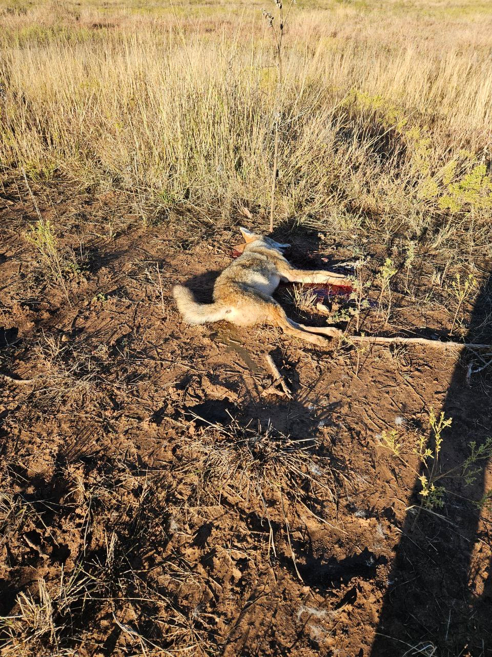Predator Hunt