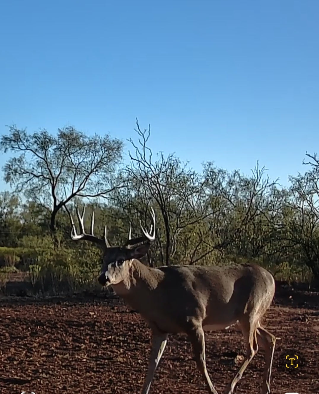 Whitetail Hunt