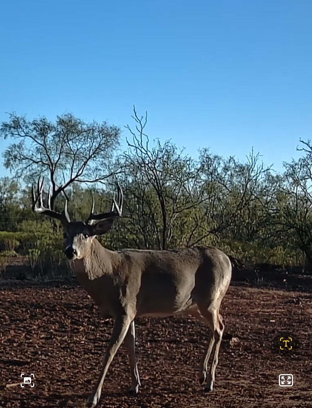 Whitetail Hunt
