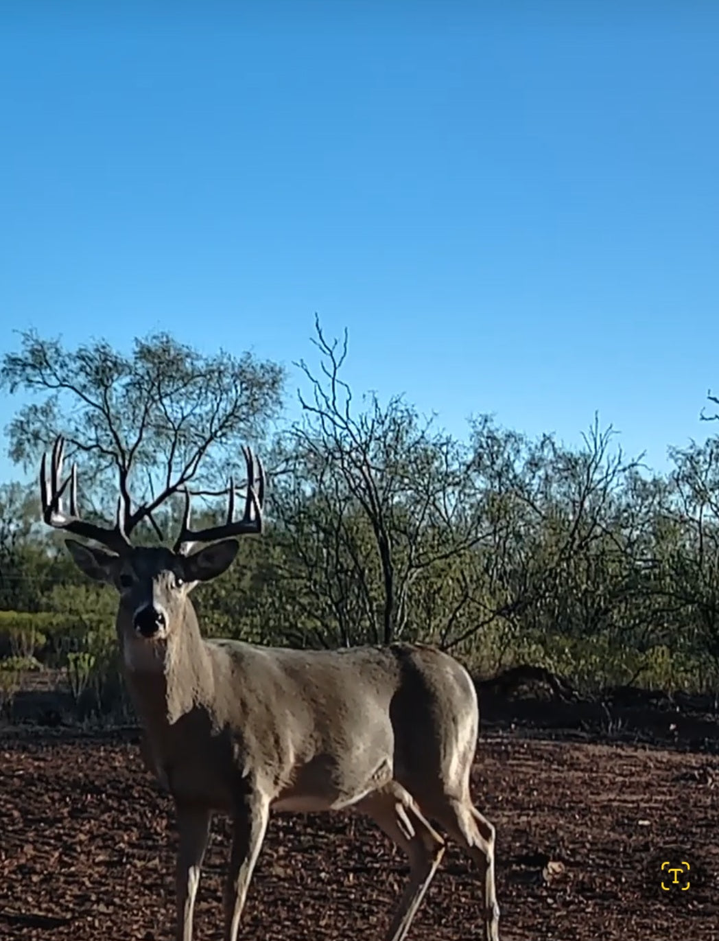 Whitetail Hunt