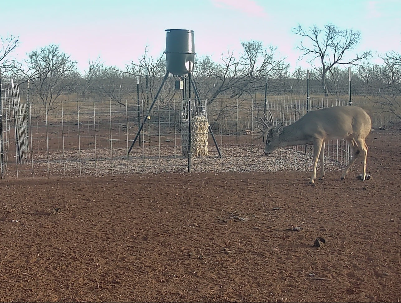 Whitetail Hunt