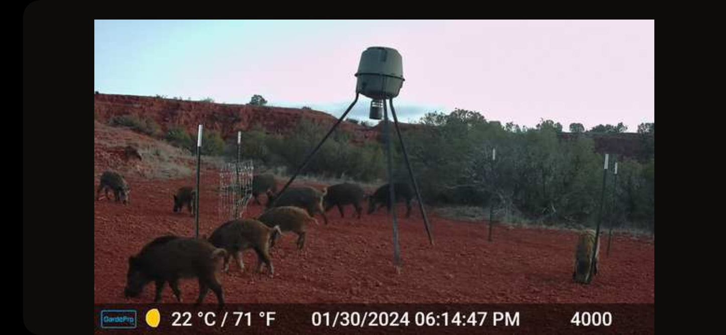Hog Hunt