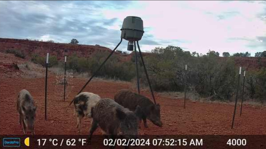 Hog Hunt