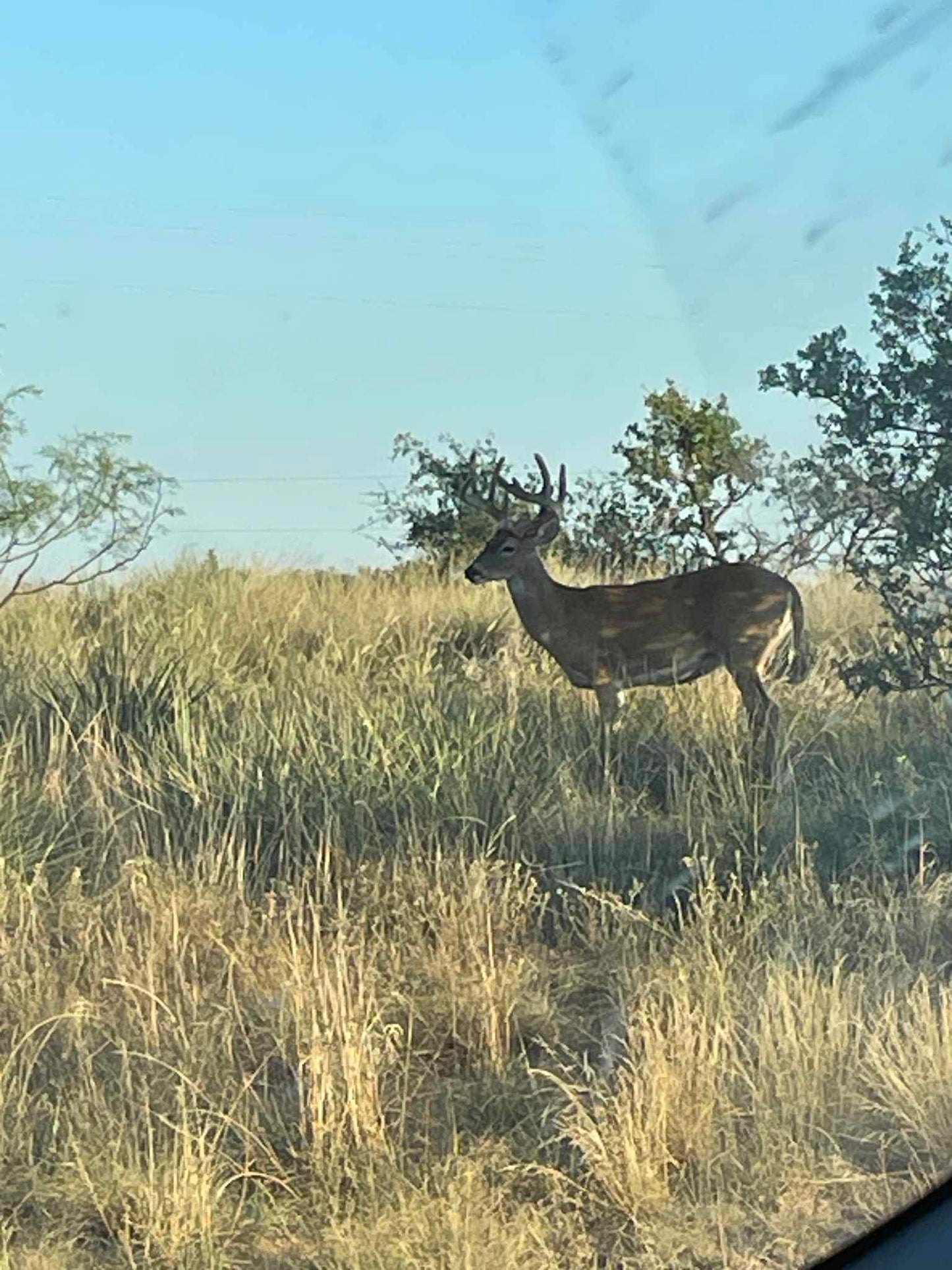 Whitetail Hunt