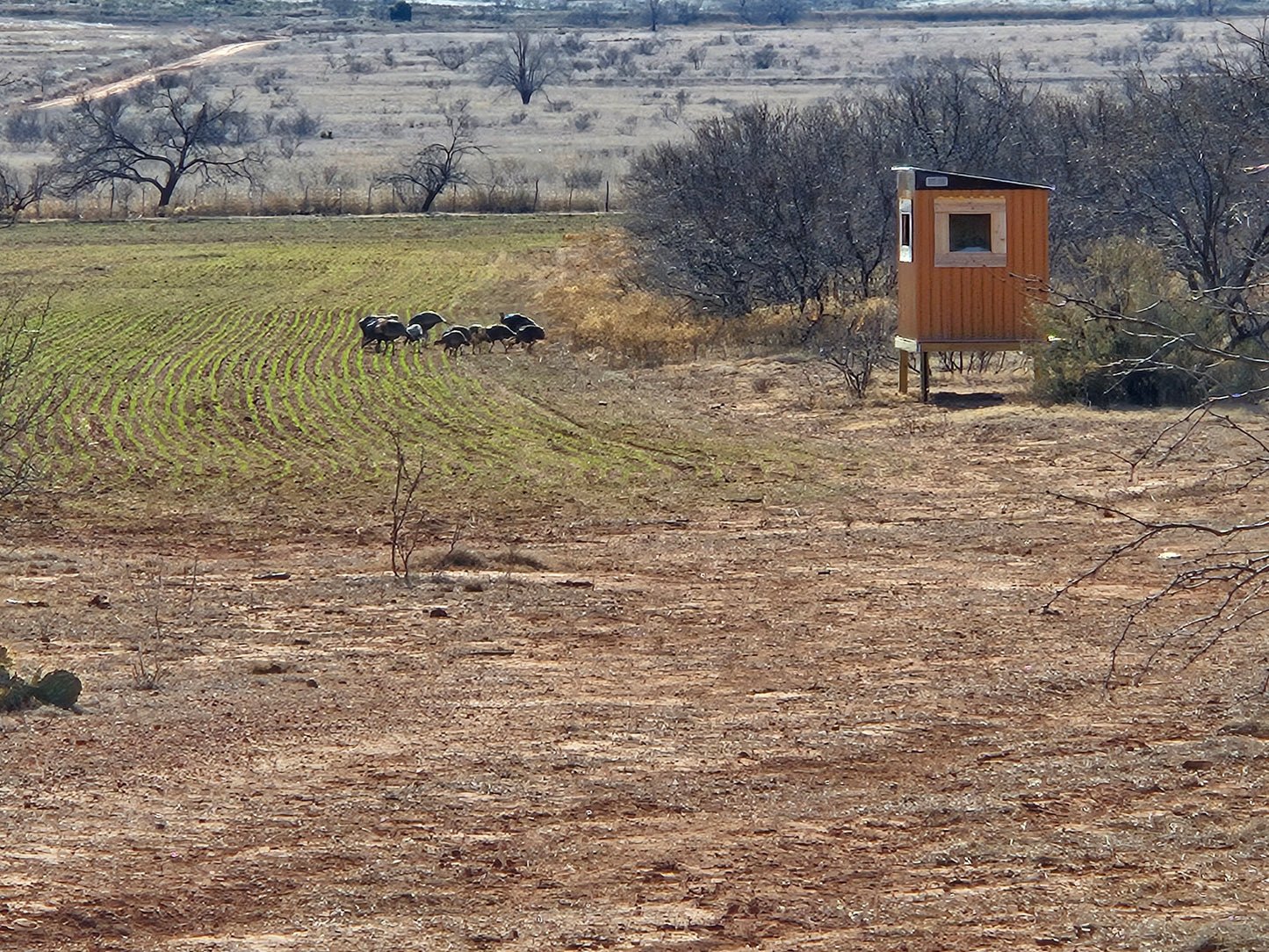 Turkey Hunt