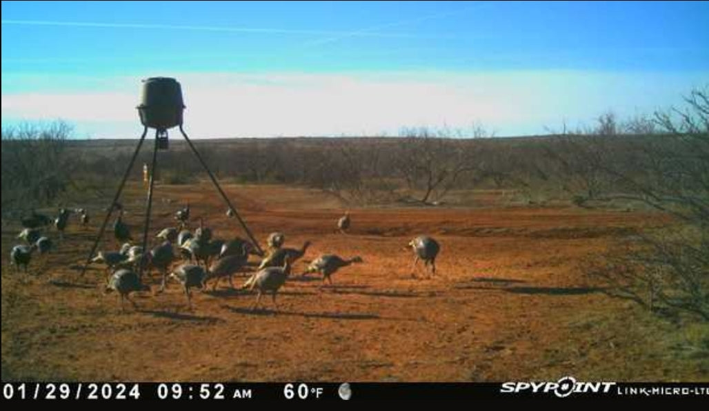 Turkey Hunt