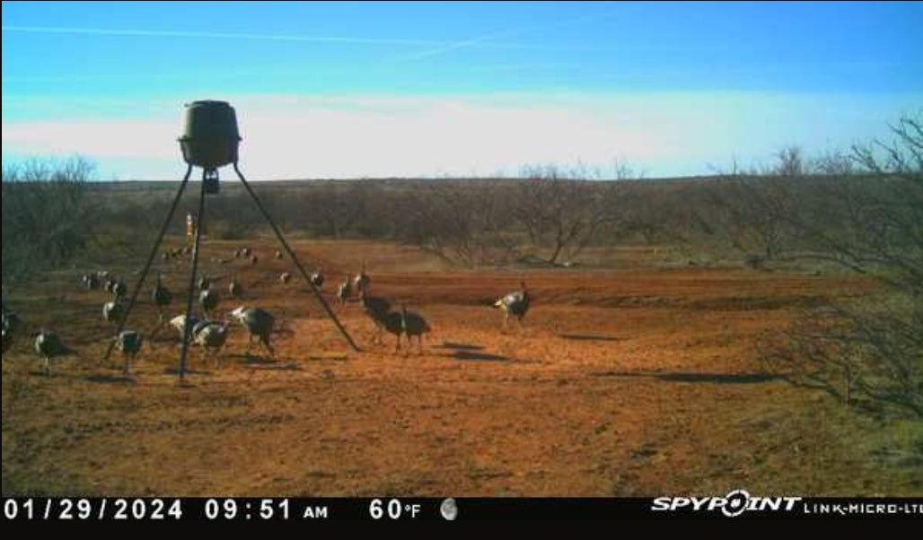 Turkey Hunt